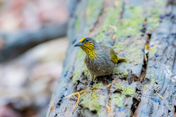 The Stripe-throated Bulbul in nature
