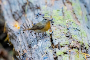 The Tickell's Blue Flycatcher in nature