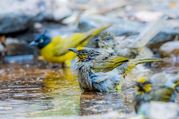 The Stripe-throated Bulbul in nature