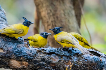 The Black-crested Bulbul in nature