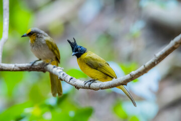 The Black-crested Bulbul in nature