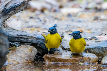 The Black-crested Bulbul in nature