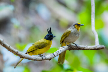 The Black-crested Bulbul in nature