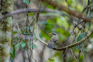 The White-browed Scimitar Babbler in nature