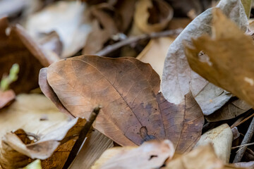 autumn leaves on the ground