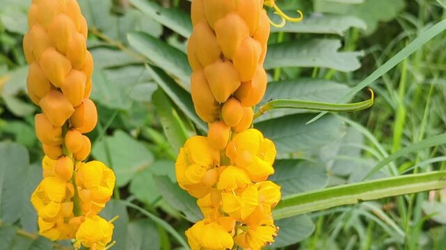 Senna alata flower or known as Chinese Ketepeng blooms near the river, with nature background, nature video, stock video.