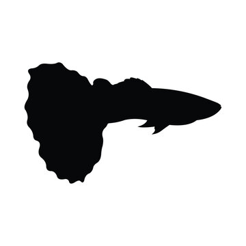 recommend clip art: black guppy fish silhouette vector design on white background.