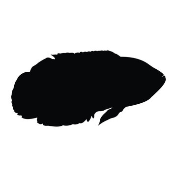 recommend clip art: Oscar fish silhouette vector design in black on a white background.