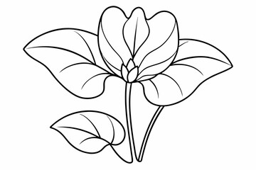 Line art of Cyclamen Flower 