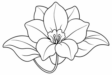Line art of Cyclamen Flower 
