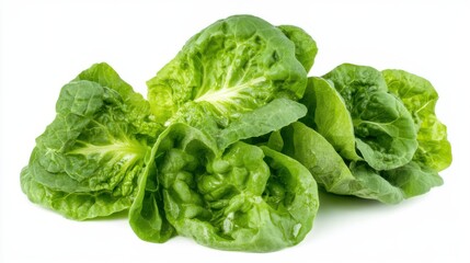 Obraz premium Romain Lettuce isolated on white