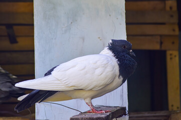 Pigeon standing on a wooden board. Pigeon with black and white feather pattern. Side view.
