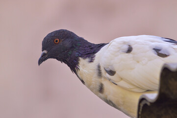 Pigeon standing on the roof tiles. Pigeon with black polka dot feather pattern. Beautiful feather pattern.