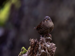 森の中で枯れ木に留まって周りを見渡しているミソサザイ