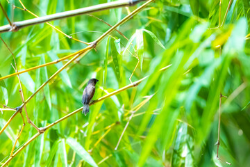 The scaly-breasted munia on bamboo branch