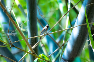 The scaly-breasted munia on bamboo branch
