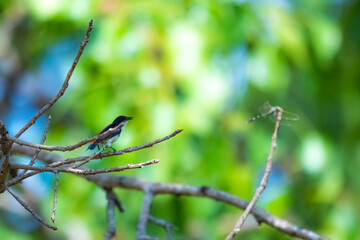 The Scarlet-backed Flowerpecker on a branch