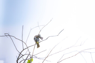 The Yellow-vented Bulbul on a branch