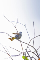 The Yellow-vented Bulbul on a branch