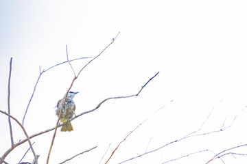 The Yellow-vented Bulbul on a branch