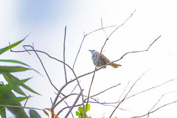 The Yellow-vented Bulbul on a branch