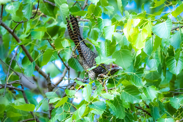 The Asian koel on the Pho tree