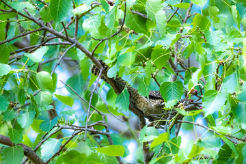 The Asian koel on the Pho tree