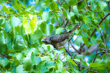 The Asian koel on the Pho tree