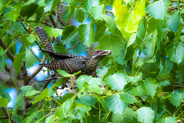 The Asian koel on the Pho tree