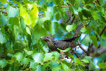 The Asian koel on the Pho tree