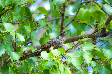 The Asian koel on the Pho tree