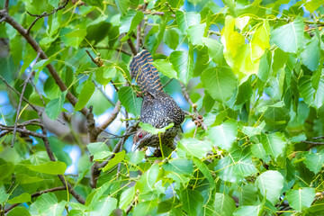 The Asian koel on the Pho tree