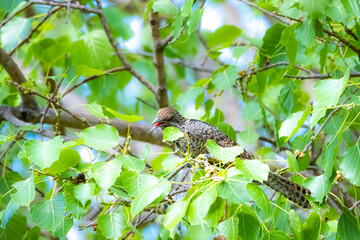 The Asian koel on the Pho tree