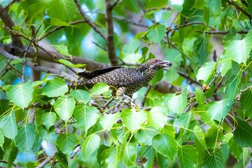 The Asian koel on the Pho tree