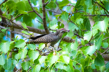 The Asian koel on the Pho tree
