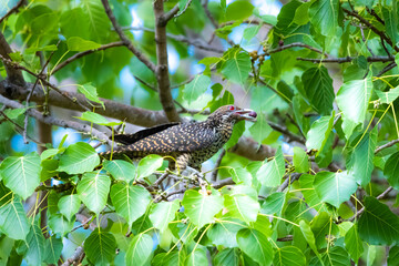 The Asian koel on the Pho tree