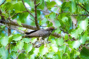 The Asian koel on the Pho tree