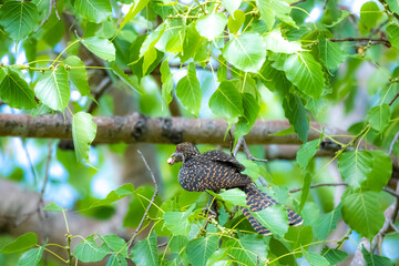 The Asian koel on the Pho tree