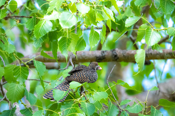 The Asian koel on the Pho tree