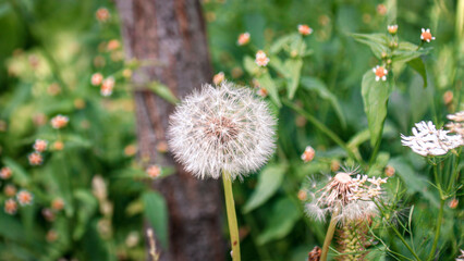 A Common Dandelion (Taraxacum officinale) flower plant seed head blooms in a vibrant spring garden with a floral texture with blurred background in Gilgit-Baltistan, Pakistan.