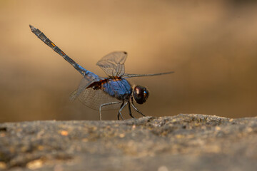 Macro shot of black stream glider or indigo dropwing (Trithemis festiva) perching on river rock, with natural bokeh background