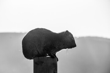 rock hyrax