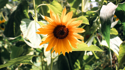 An isolated Common sunflower (Helianthus annuus) plant blooms in the bright sunlight of a garden with a blurred background showcasing its yellow petals and green texture in Gilgit-Baltistan, Pakistan.
