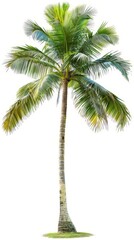 Single coconut palm tree with green leaves isolated on white background