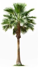 Single palm tree isolated on white background