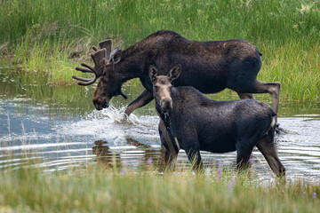 moose in the lake