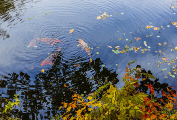 High angle and autumnal view of colored carps swimming on Yukrim Lake with fallen maple leaves at Korea National Arboretum near Pocheon-si, South Korea
