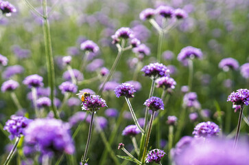 Close-up of a honeybee sitting on pink verbena at Goseokjeong Flower Garden of Jangheung-ri near Cheorwon-gun, South Korea
