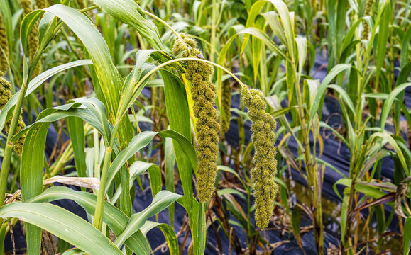 Close-up of two ears of millet with green leaves at Nari Park of Gwangsa-dong near Yangju-si, South Korea
