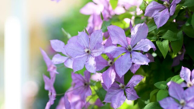 Flowering purple clematis in the garden. Flowers blossoming in summer. Beauty in nature.